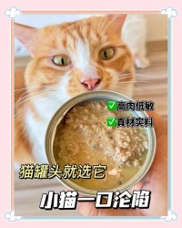 猫咪泌尿问题？增加「罐头喂食」